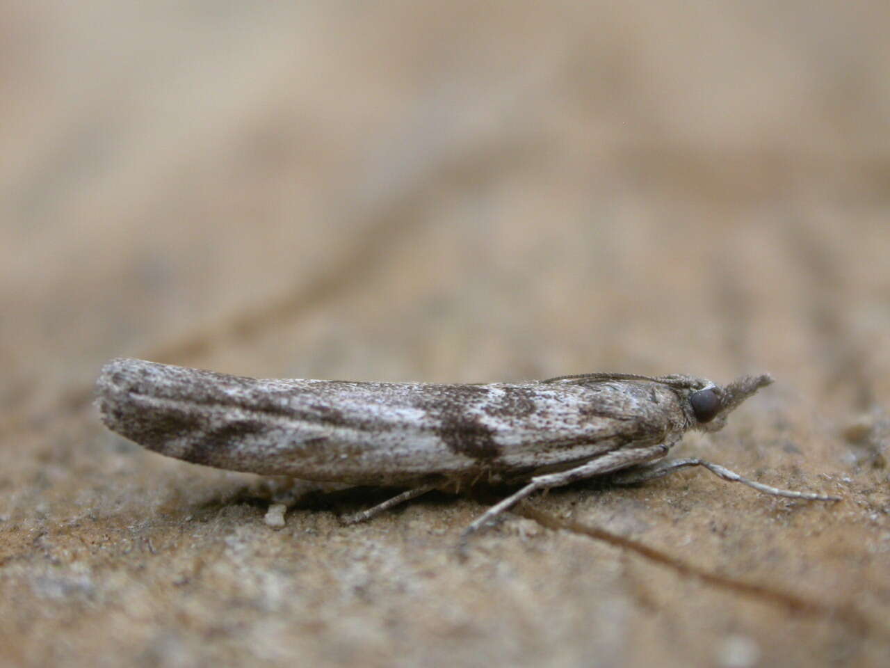 Image of Pyralidae