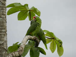 Image of Amazon parrots