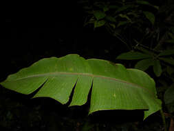 Image of Heliconia imbricata (Kuntze) Baker