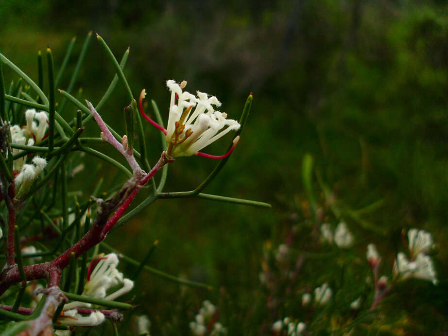 Image of Hakea trifurcata (Sm.) R. Br.