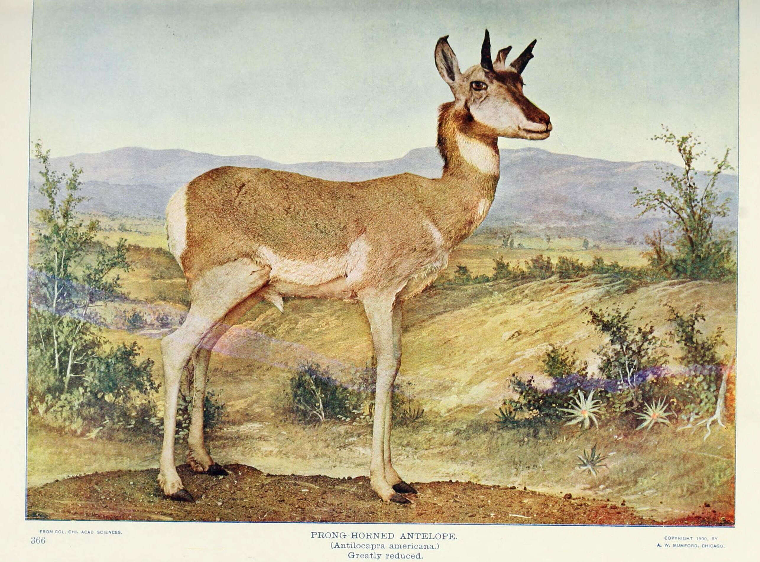 Image of pronghorns