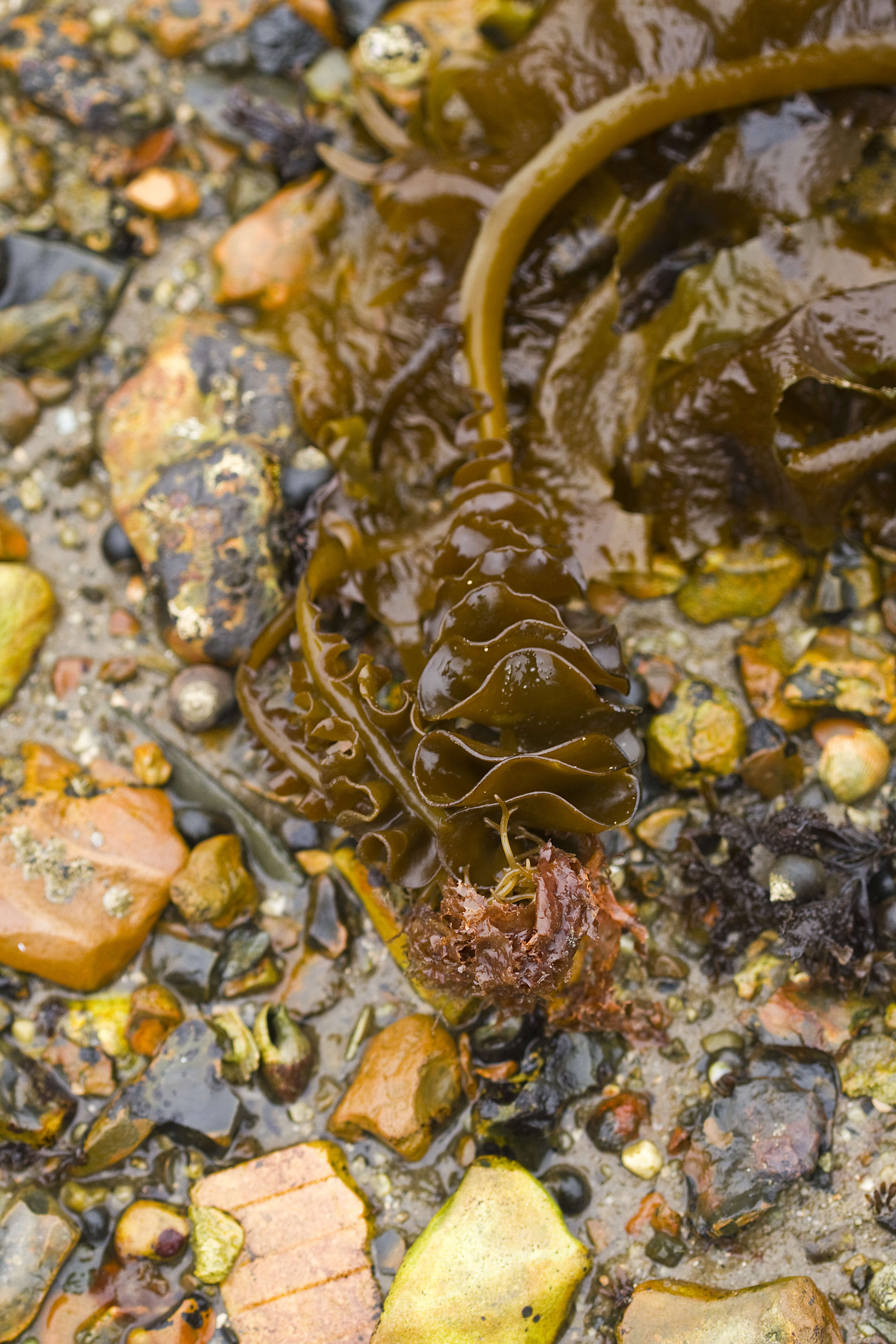 Image of kelp