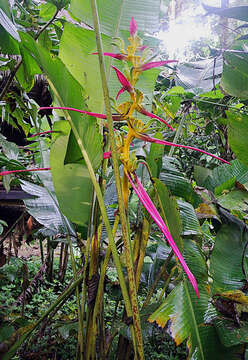 Image of Heliconia aemygdiana Burle-Marx