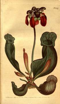 Image of Pitcher plant