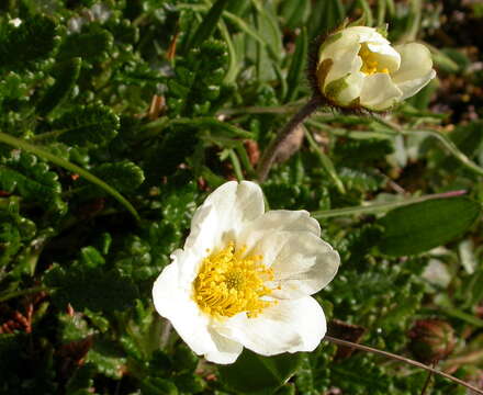 Imagem de Dryas octopetala L.