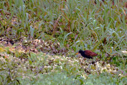 Imagem de Jacana jacana (Linnaeus 1766)