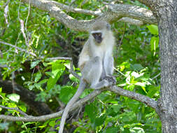 Слика од зелени мајмуни