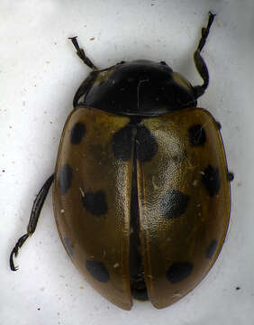 Image of 11-spot ladybird