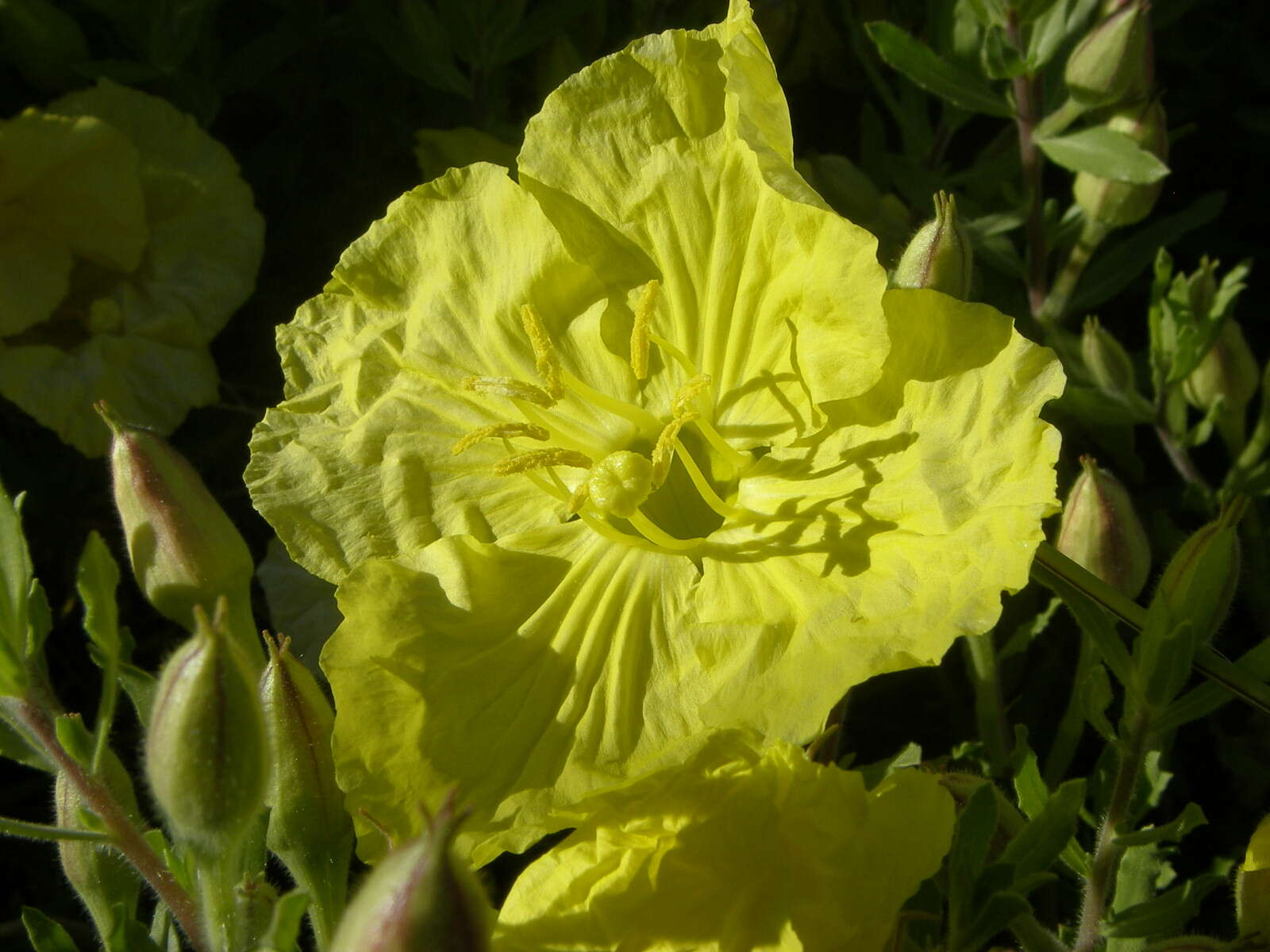 Oenothera hartwegii subsp. hartwegii resmi