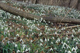 Image of Snowdrop