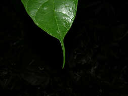 Image of Pubescent Sorocea (tree)