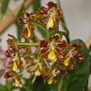 Image of Otoglossum brevifolium (Lindl.) Garay & Dunst.