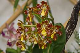 Image of Otoglossum