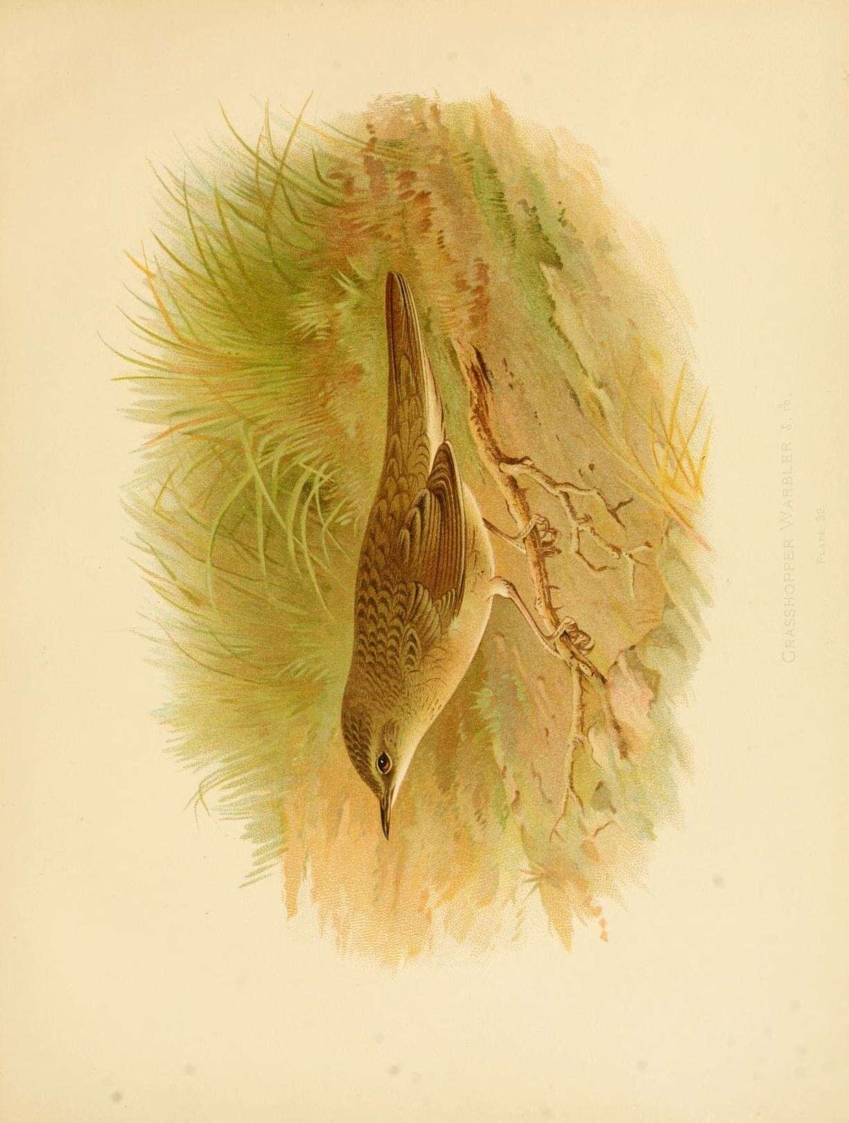 Image of Locustella Kaup 1829