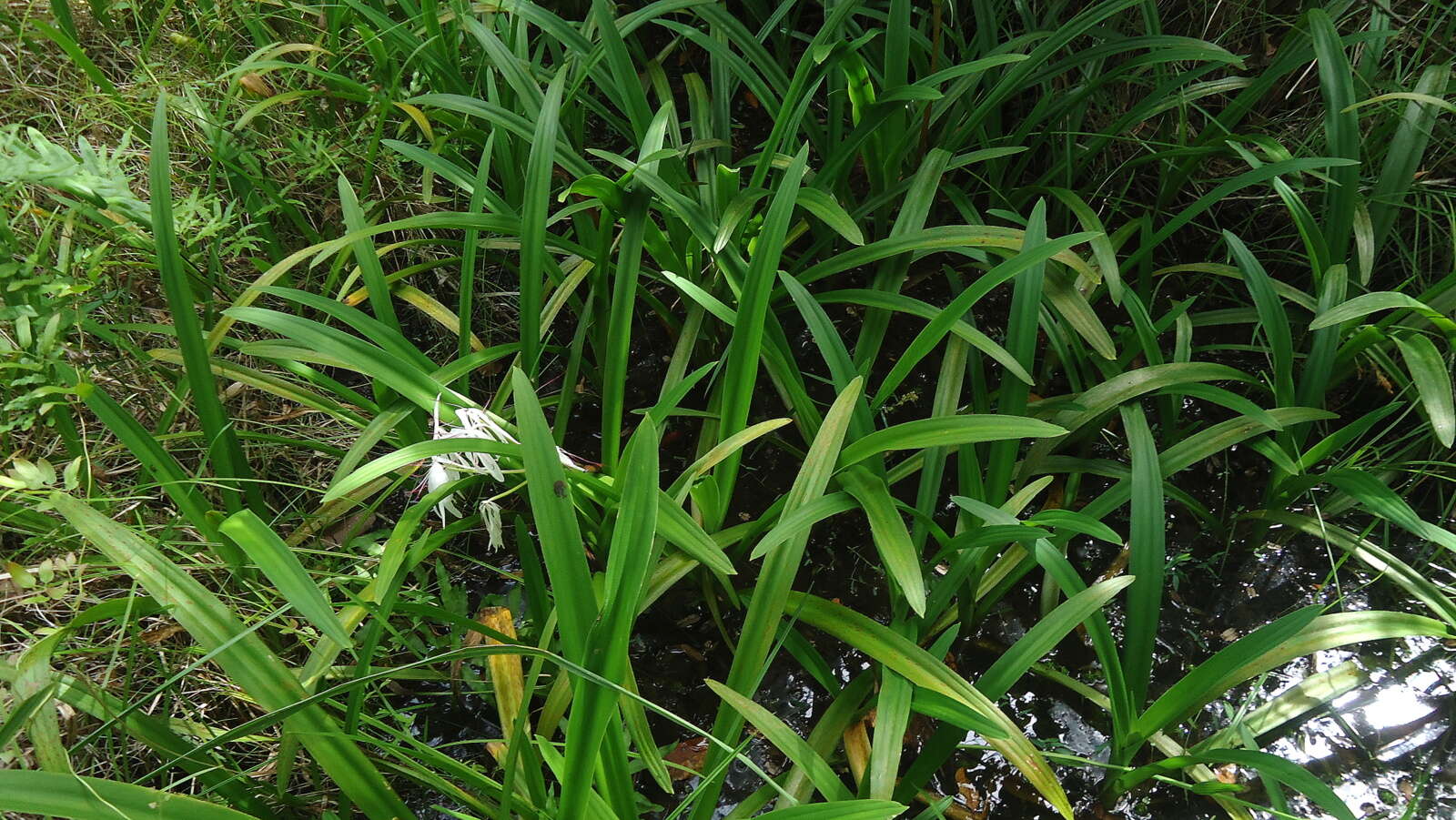 Image of swamplily