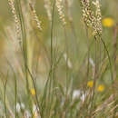 Image of Plantago holosteum Scop.