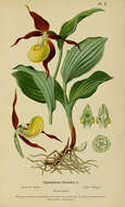 Image of Slipper orchids