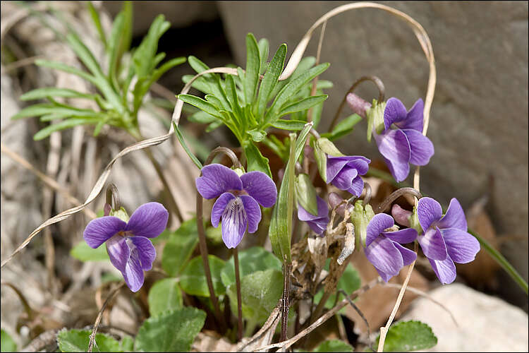 Image of Cutleaf Japanese Violet