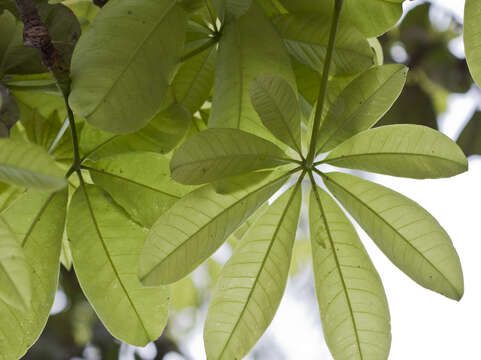 Image of Guiana-chestnut