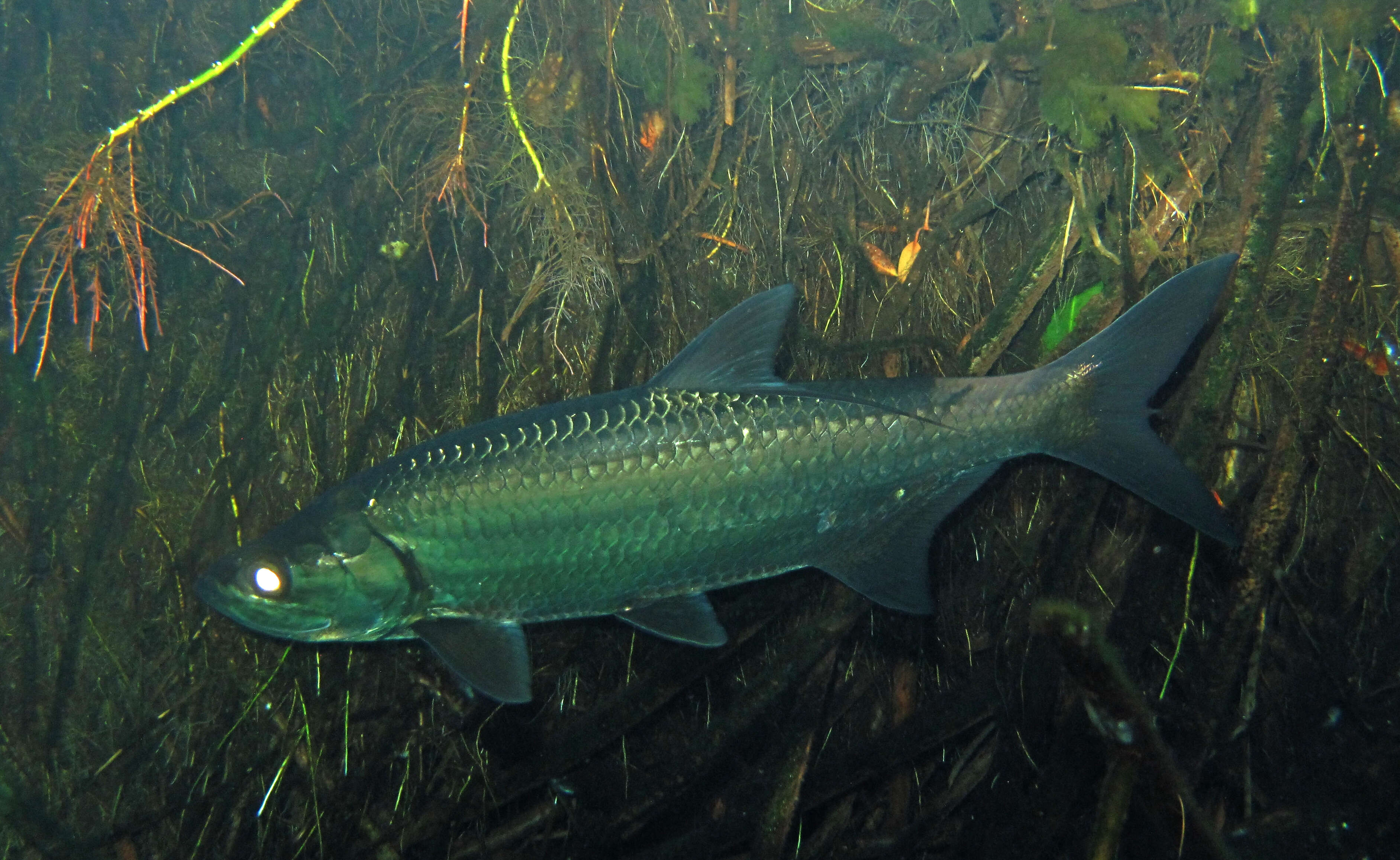 Image of tarpons