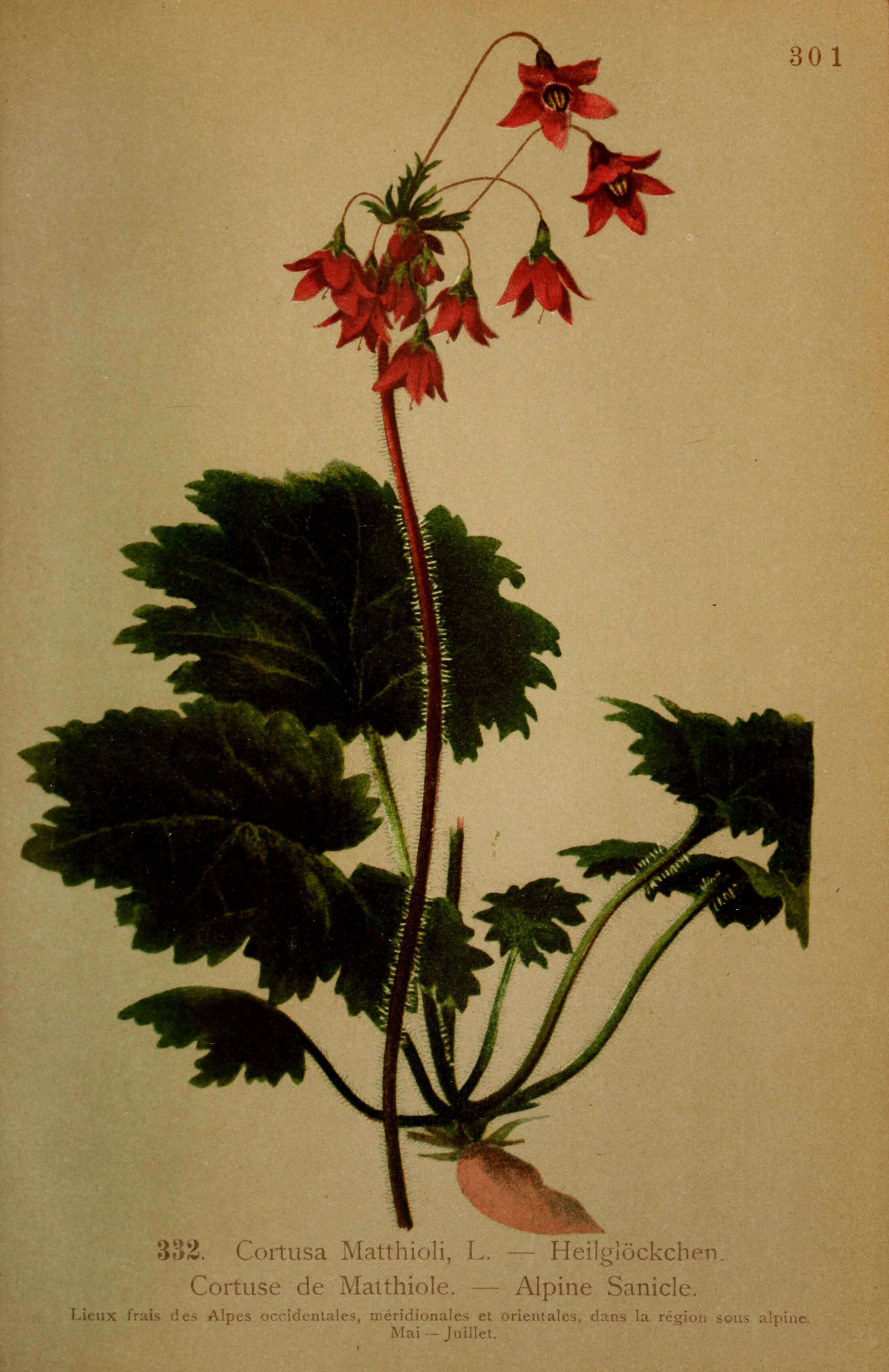 Image of Primula matthioli Richt.