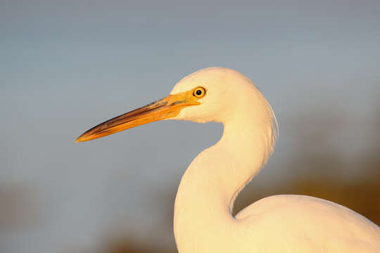 Image of Egretta Forster & T 1817