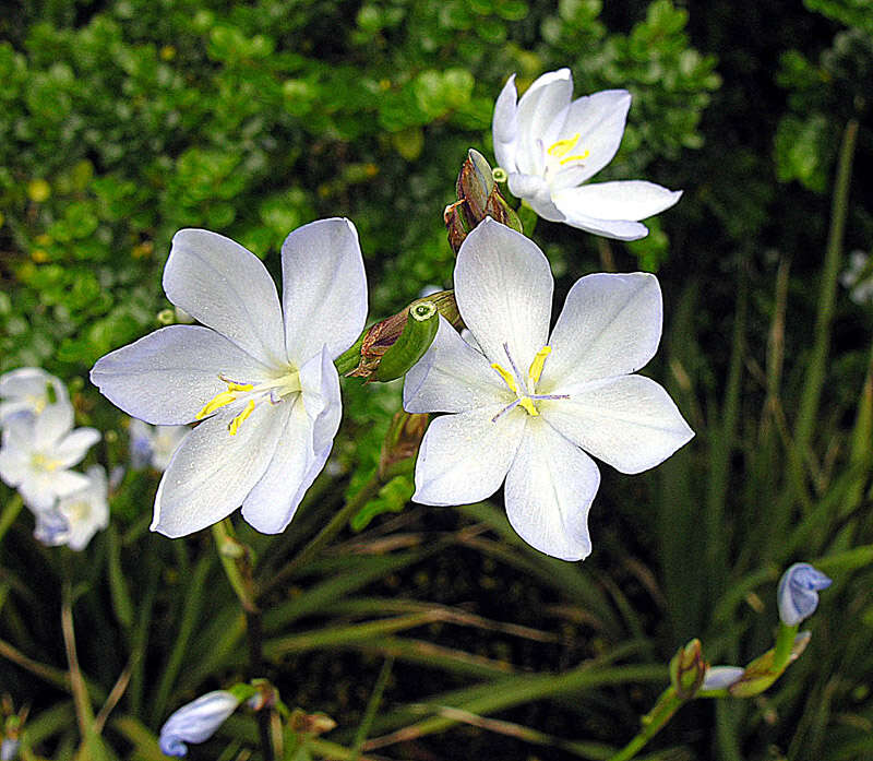 Image de Orthrosanthus chimboracensis (Kunth) Baker