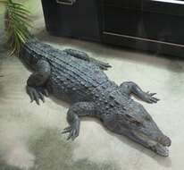 Crocodylus resmi