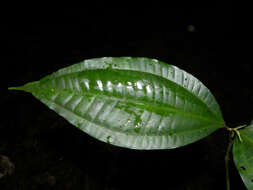 Image of Miconia gracilis Triana