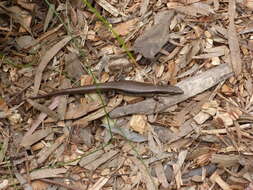 Image of Southern Water Skink