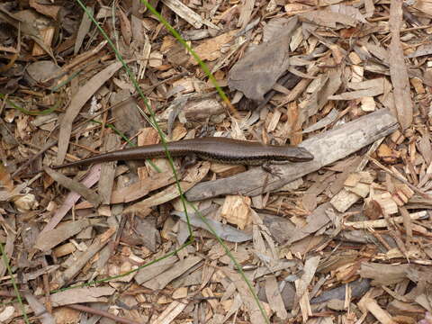 Image of water skink