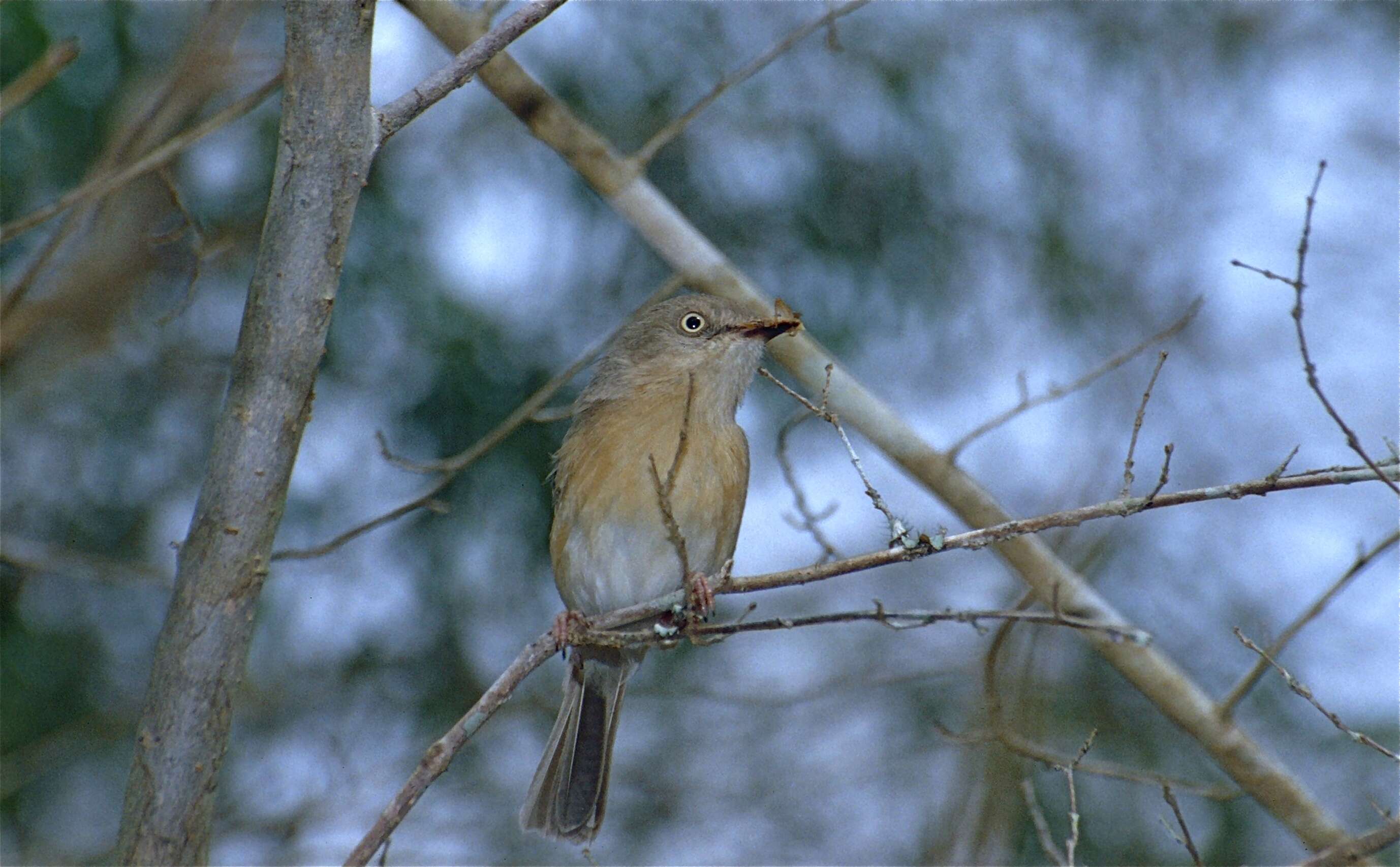 Image of Newtonia Schlegel 1867