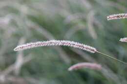 Image de Setaria sphacelata (Schumach.) Stapf & C. E. Hubb. ex Moss