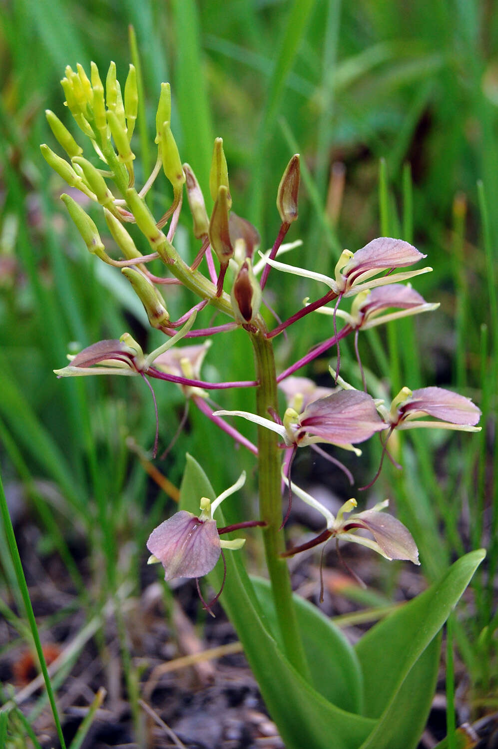 Image of Widelip orchid