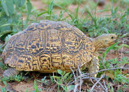 Image of Stigmochelys