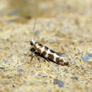 Imagem de Argyresthia trifasciata Staudinger 1871