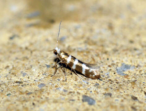 Image of shiny head-standing moths