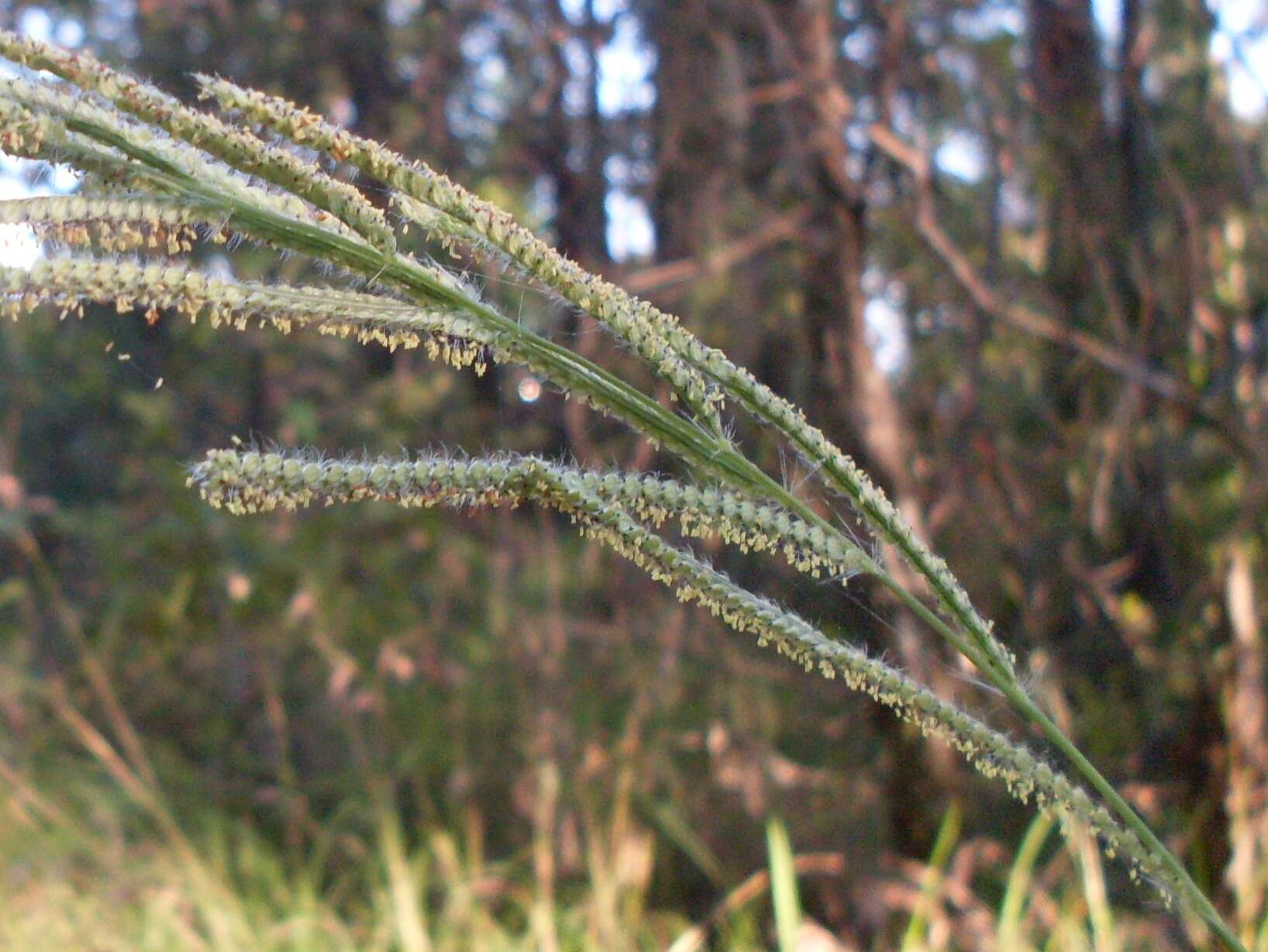 Image of crowngrass