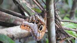 Image of Owl Butterflies