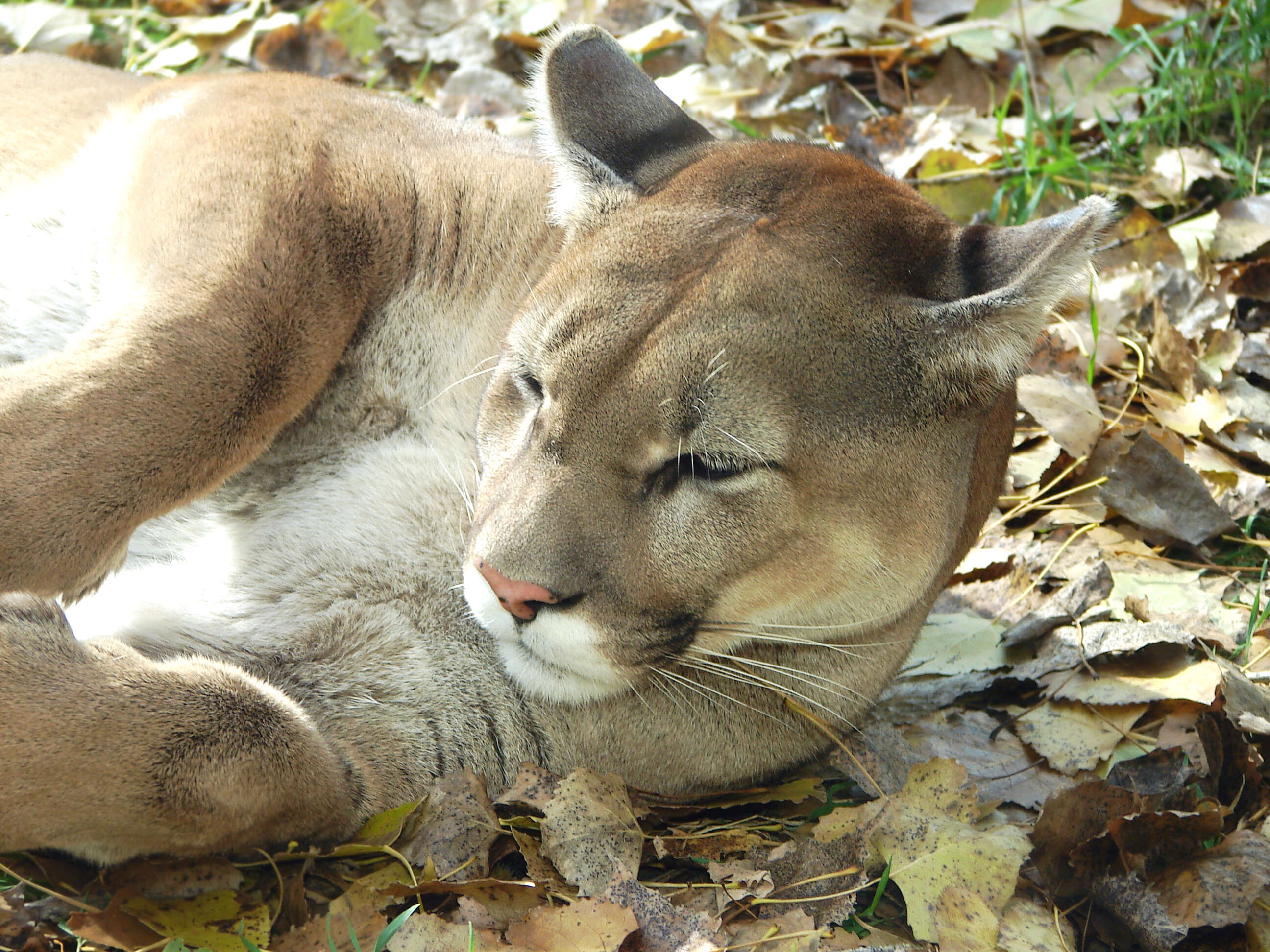 Image of Florida panther