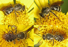 Lasioglossum sexnotatum (Kirby 1802) resmi