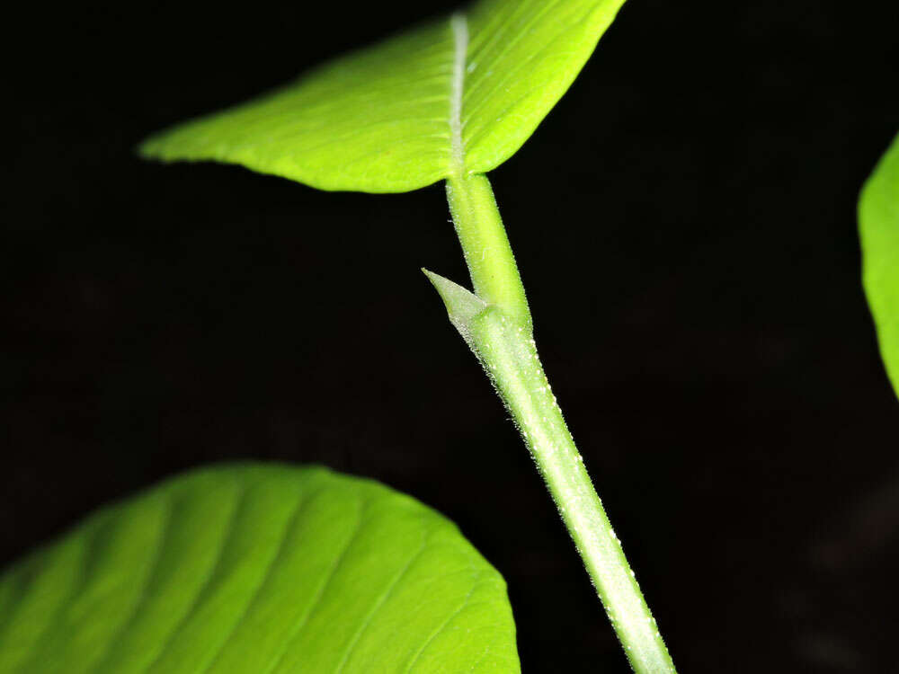 Image of Pubescent Sorocea (tree)