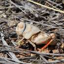 Image of Red-shanked Grasshopper