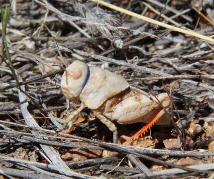 Image of Red-shanked Grasshopper