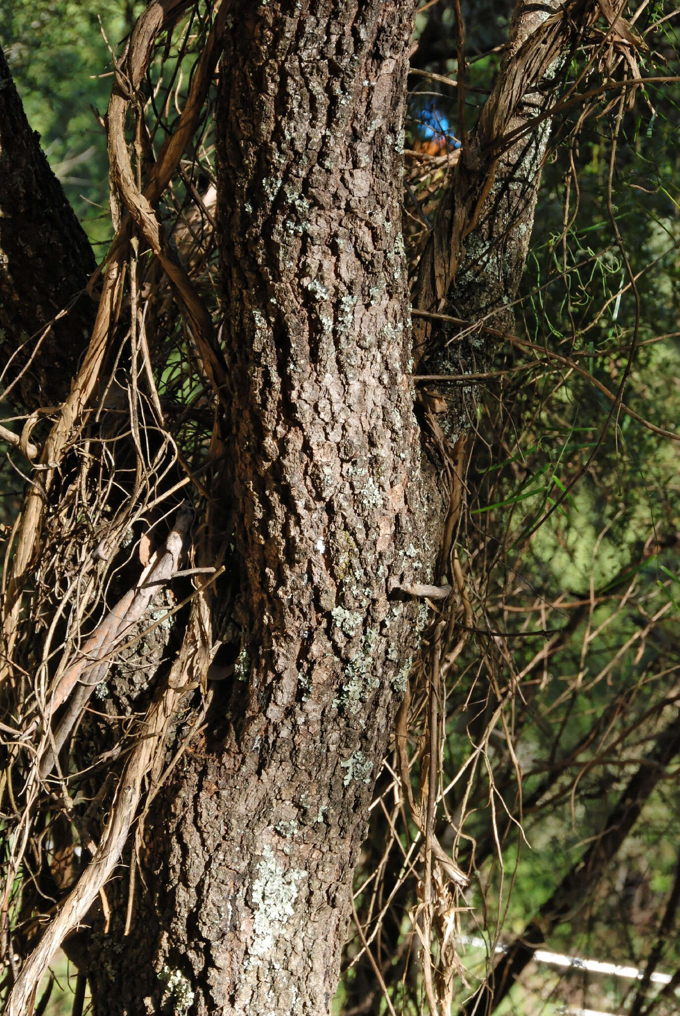 Image of Bursaria spinosa subsp. lasiophylla (E. M. Benn.) L. W Cayzer, M. D. Crisp & I. R. H. Telford