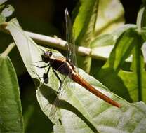 Image de Erythemis Hagen 1861