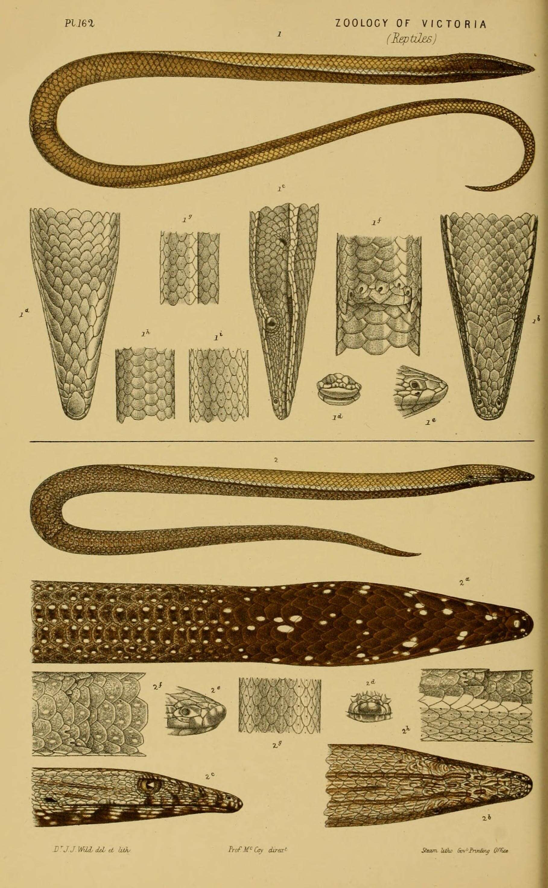 Image of Blunt-tail legless lizards