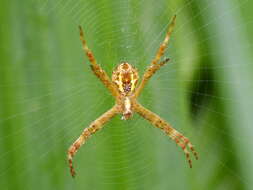 Image of St Andrews cross spider