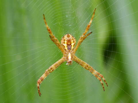 Imagem de Argiope