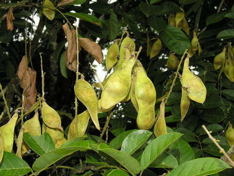 Image of Lonchocarpus macrophyllus Kunth